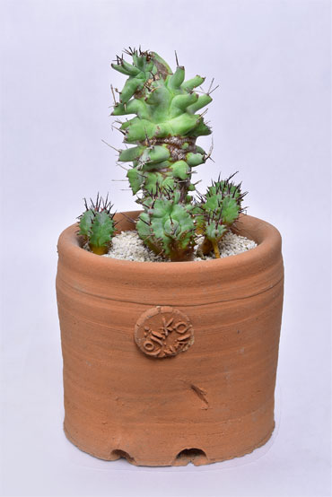 ユーフォルビア ホリダモンストローサ | 叢 – くさむら – Qusamura