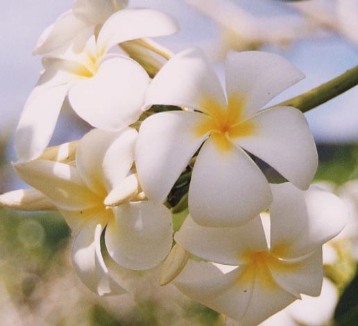 プルメリア