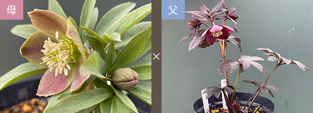 kosiyo0102「歳末セール」クリスマスローズ 小苗 セット kosiyo0102