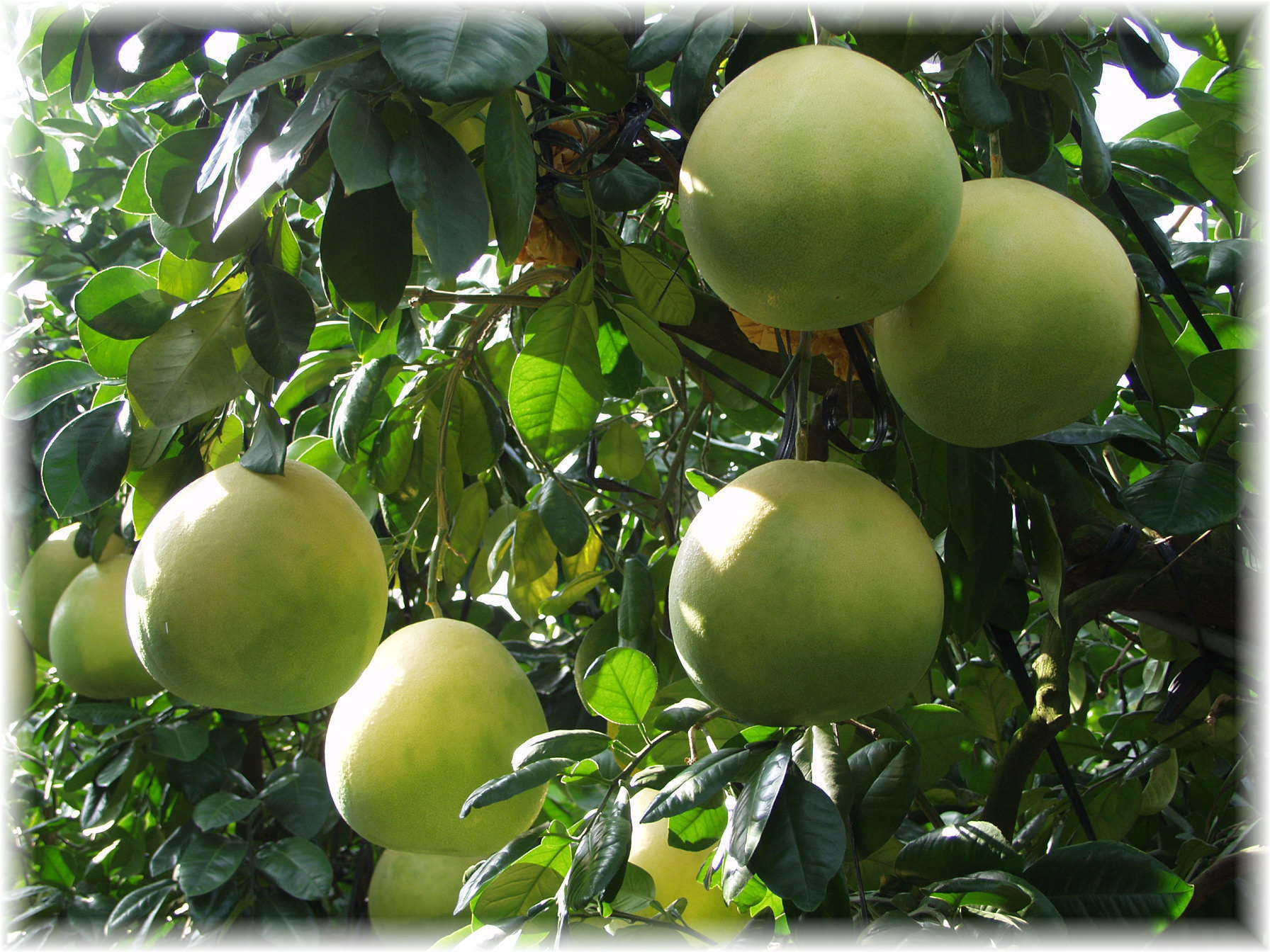 晩白柚（ばんぺいゆ）はザボンの一種です