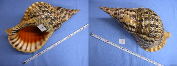 タカシェル 法螺貝 ほらかい ホラガイ ほら貝 口金