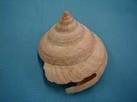 株）タカシェル 世界の貝・化石・珊瑚・タツノオトシゴ・カブトガニ