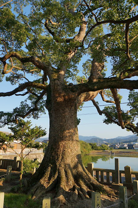 石清水神社のクスノキ