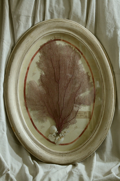 アンティーク標本 貝 珊瑚 海藻 アートフレーム イタリアフィレンツェ