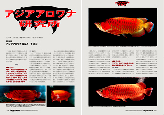 大谷WORKS - アロワナプロショップ雅