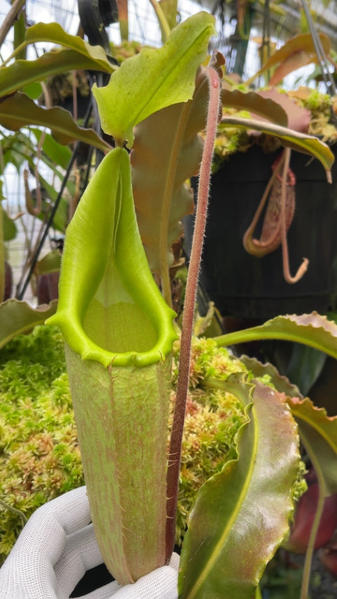 Nepenthes maxima 