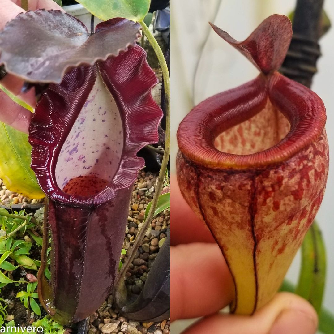 Nepenthes naga x tenuis, CAR-0443 – Carnivero
