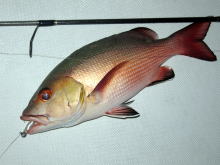 株式会社 カーペンター ルアー 釣り GTフィッシング 黒鮪 マグロ