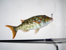 株式会社 カーペンター ルアー 釣り GTフィッシング 黒鮪 マグロ