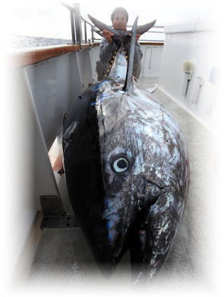 マーリン カジキ 株式会社 カーペンター ルアー 釣り GTフィッシング