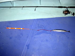 バラムツ サットウ バラジグ 駿河湾 株式会社 カーペンター ルアー 釣り