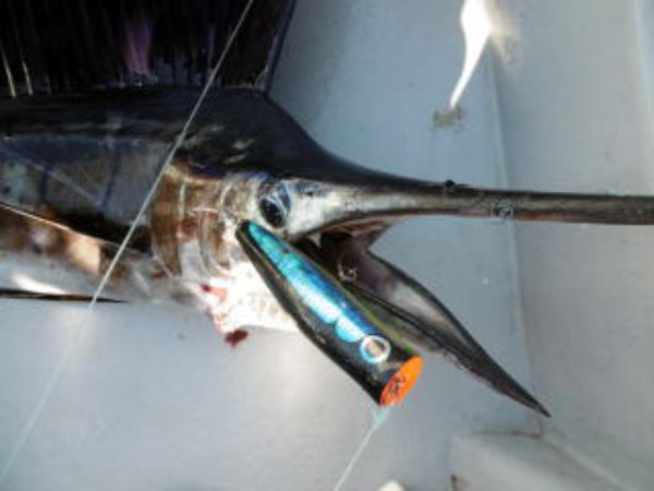 カーペンター ダムセル75-160 Carpenter Damsel 75 Ds 75-160 Narrow