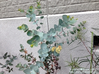 ユーカリの薫るベランダで | ユーカリ紹介 | ユーカリ・ギリー