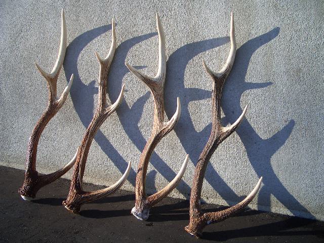 えぞ鹿角工房「カルペ」 北海道知床よりエゾ鹿の角をお届けします