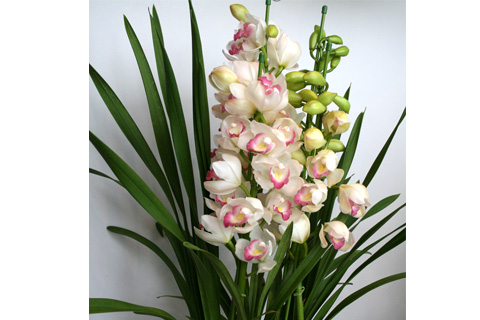 豪華 6本立ち シンビジューム ピンクペルペチュエル 6.5号 蕾多数 豪華 6