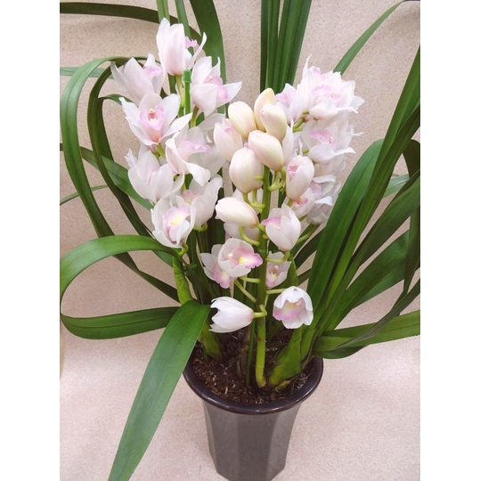 シンビジューム 『マリーローランサン』 3F 商品詳細 胡蝶蘭【グリーン