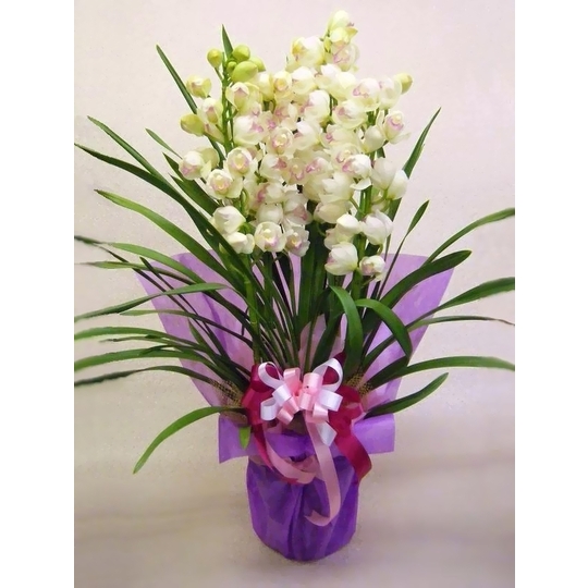 シンビジウム 『ピンクペルぺチュエル』 4Fプレミアム 商品詳細 胡蝶