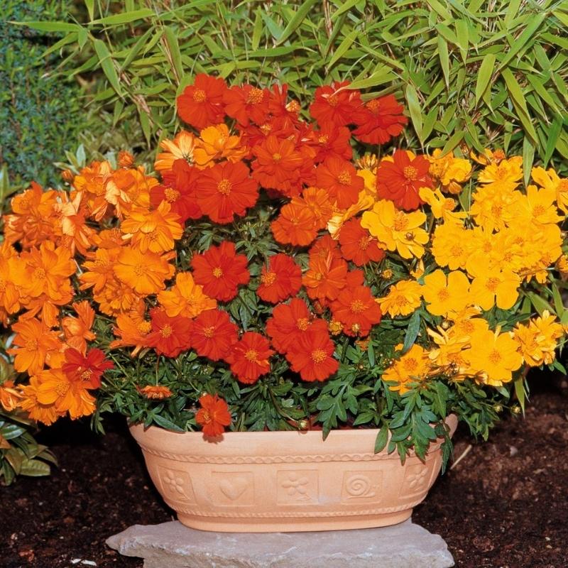 Cosmos Cosmic Mix Seed – Harris Seeds