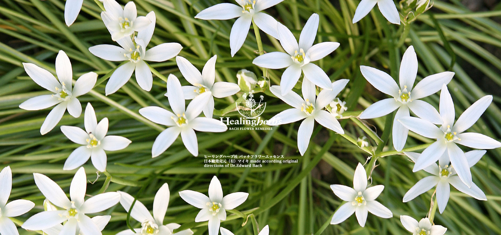 kazuno□2230+1650×11=20380□ヒーリングハーブス社 kazuno□2230+1650