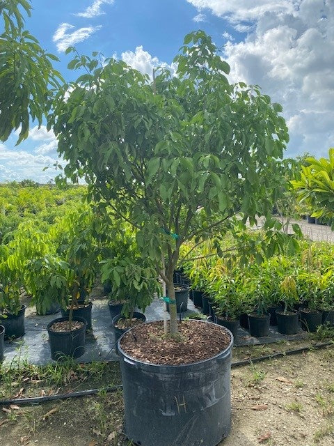 Spanish Lime – Hermanos Mazariegos - South Florida's #1 Nursery