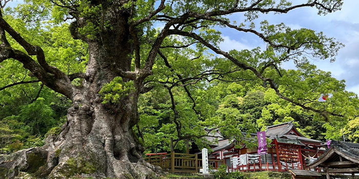 日本一の巨樹「蒲生の大楠」 | 蒲生八幡神社
