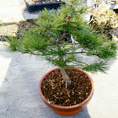 吾妻五葉松盆栽 山野草や植木・苗、ミニ盆栽、鳴子石の園芸資材の通販