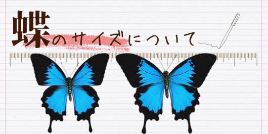 アカエリトリバネアゲハ , 蝶の標本 販売・通販のNatureShop|モルフォ