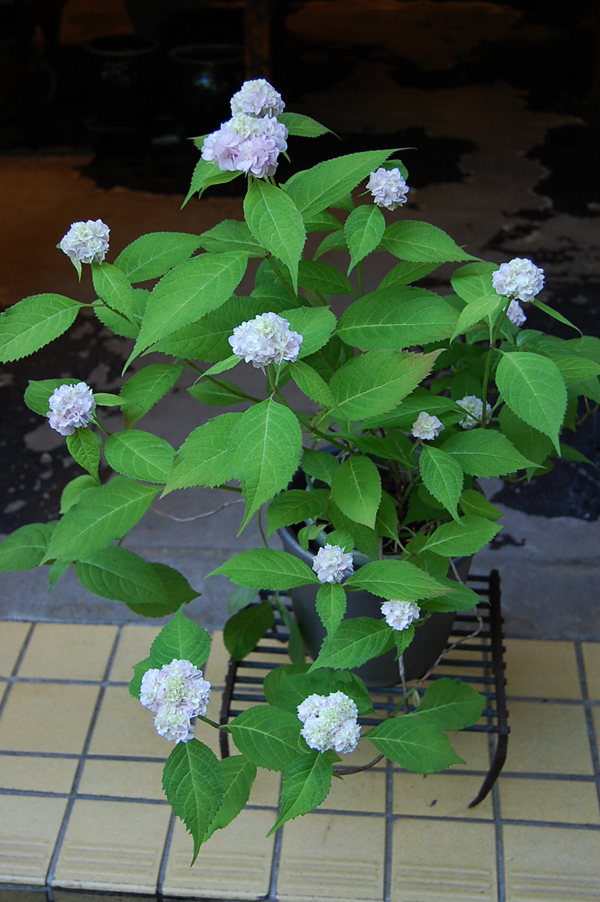 山あじさい・伊予獅子手まり - Collection : コレクション - NEO GREEN