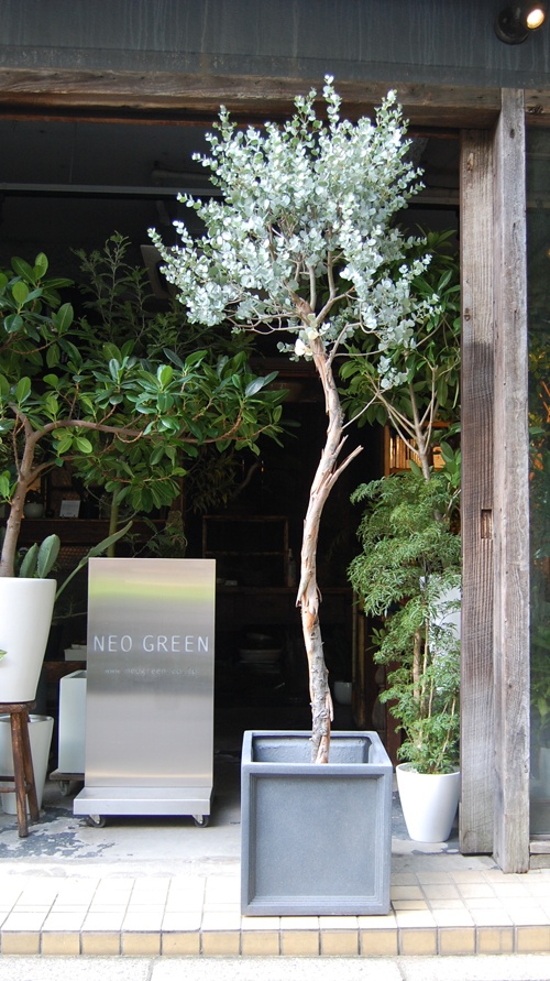 ユーカリ・グニー - Collection : コレクション - NEO GREEN : ネオ