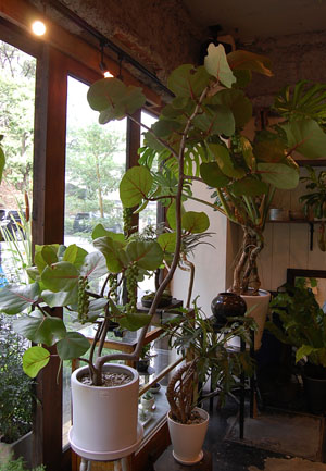 シーグレープ - Collection : コレクション - NEO GREEN : ネオグリーン