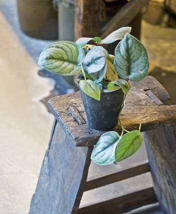 スキンダプサス・シルバーヒーロー - Collection : コレクション - NEO