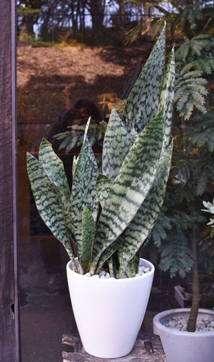 サンセベリア・オブリティアナ - Collection : コレクション - NEO