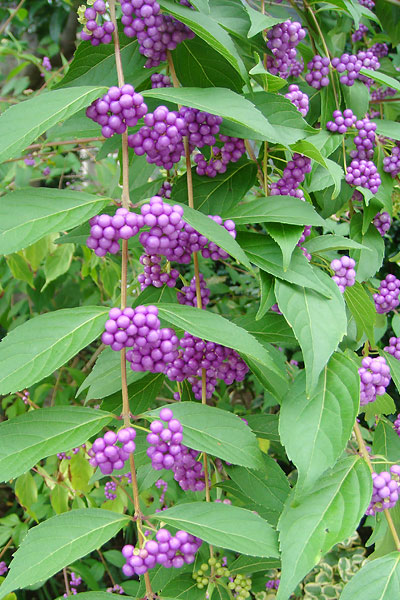 コムラサキ - 庭木紹介【ニワエコ】- 植木屋 蛭田造園