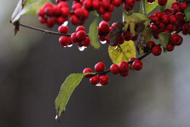 ウメモドキ／四季の山野草・秋