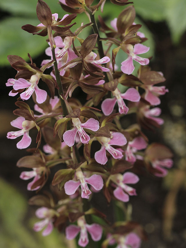 エビネ／四季の山野草・春