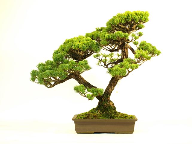 五葉松盆栽 双幹 No.a7-6 | 五葉松 専門盆栽園 松風園(しょうふうえん