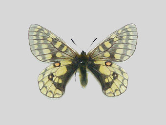 ウスバキチョウ標本