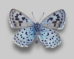 オオゴマシジミ標本