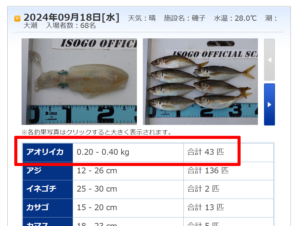 秋イカ新子が爆釣！エギのローテーションで7杯ゲット！ | 55FISHING