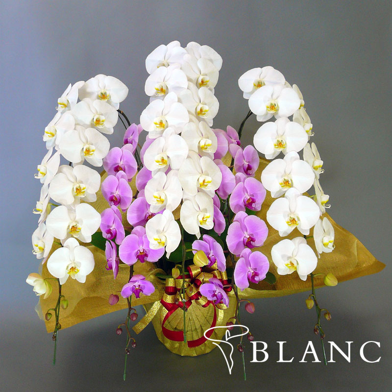 ブラン通販 | 胡蝶蘭『紅白 5本立ち ハイグレード』