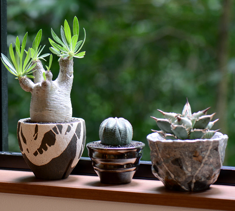 景徳鎮 景徳鎮 粉彩四方童子図花鉢 多肉菖蒲盆栽