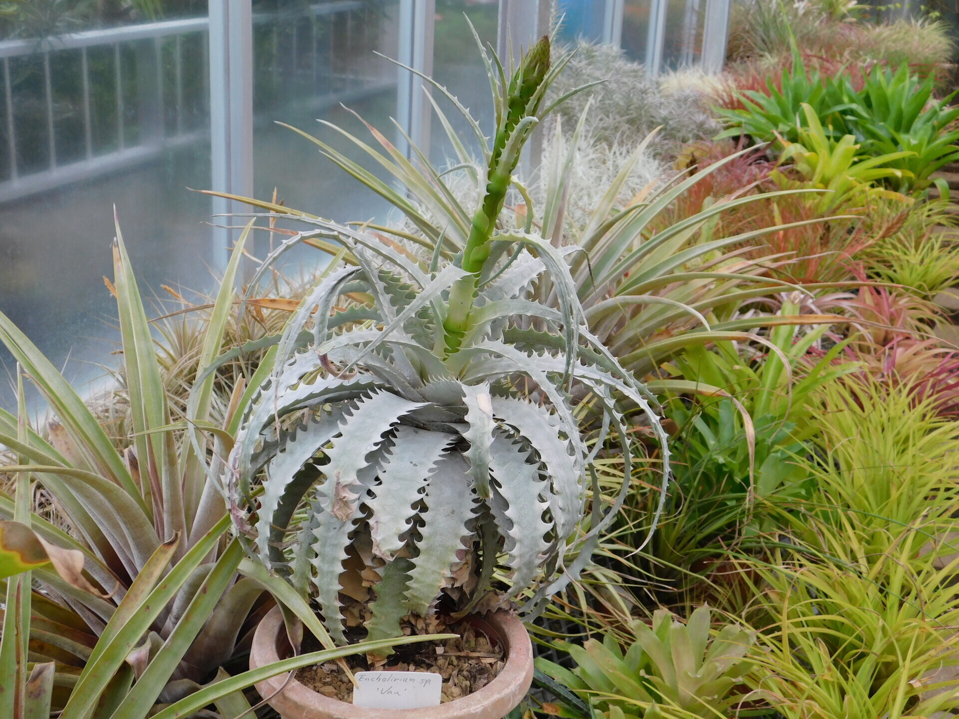 エンコリリウム アガボイデス 種子3粒 encholirium dyckia エンコリ