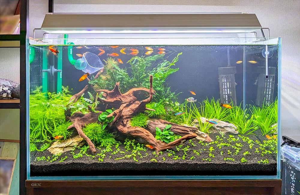 水草水槽を再レイアウト！緑豊かな個人宅様の60cm水槽｜東京アクアガーデン