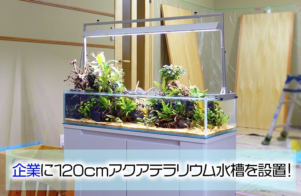 オフィスの1mアクアテラリウム水槽のその後！1年後の様子｜東京アクア