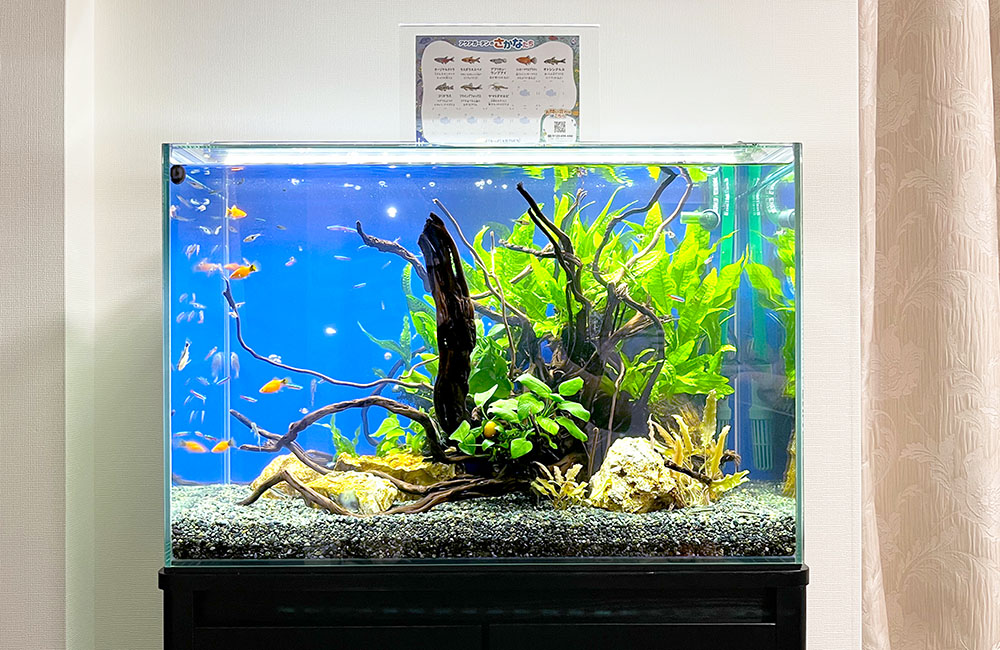 lcl63】カラーLEDライトスクリーン 60cm x 36cm 水槽 カラー バック