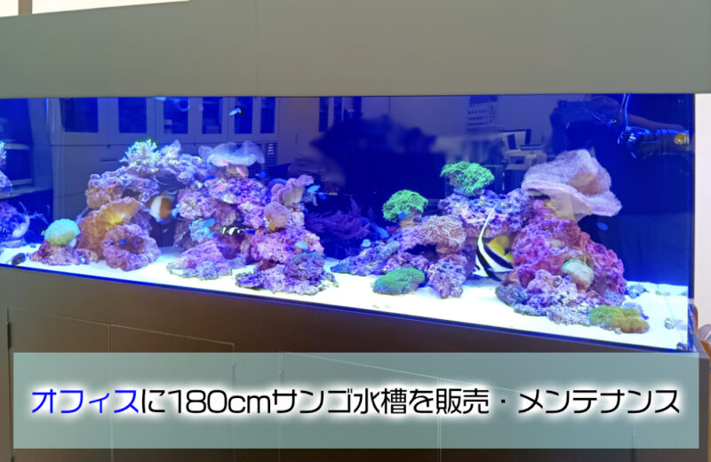 サンゴ水槽のレンタル・リースサービス｜東京アクアガーデン