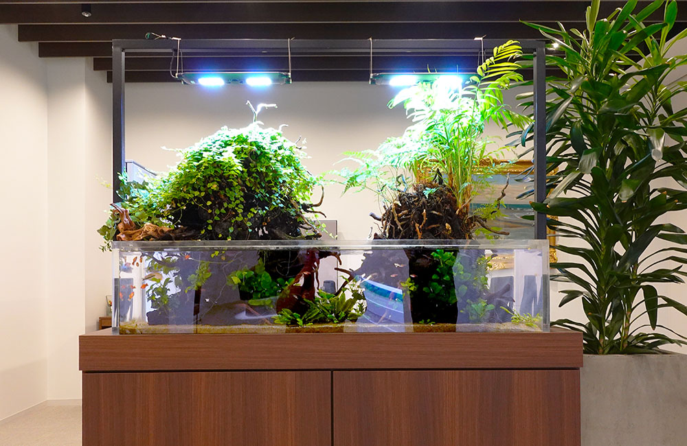 地震に強い設計で安心！オフィスの150cm大型アクアテラリウム水槽の