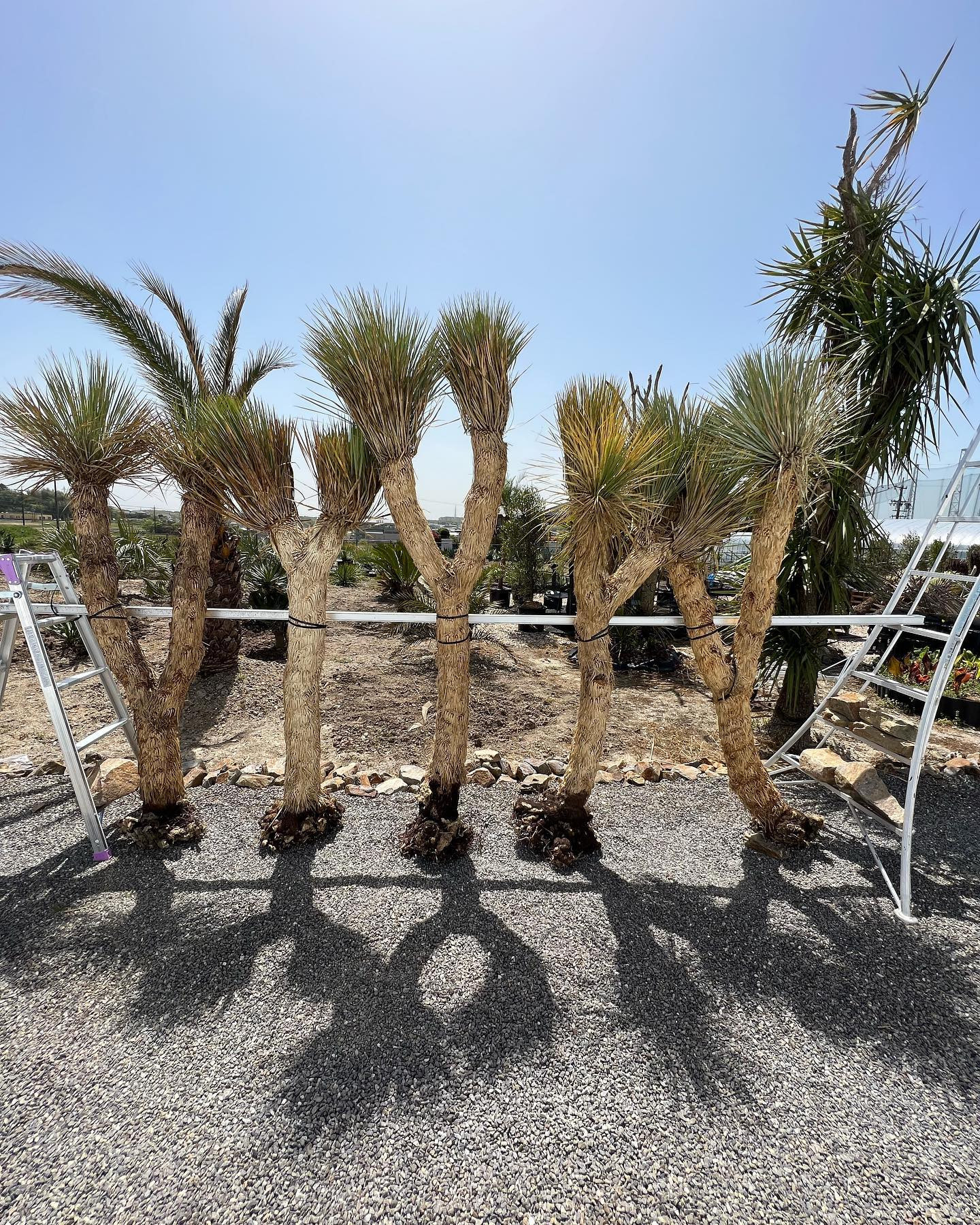 ロストラータも2、4ヘッドが入荷です。 | ブログ | 愛知の植物販売なら