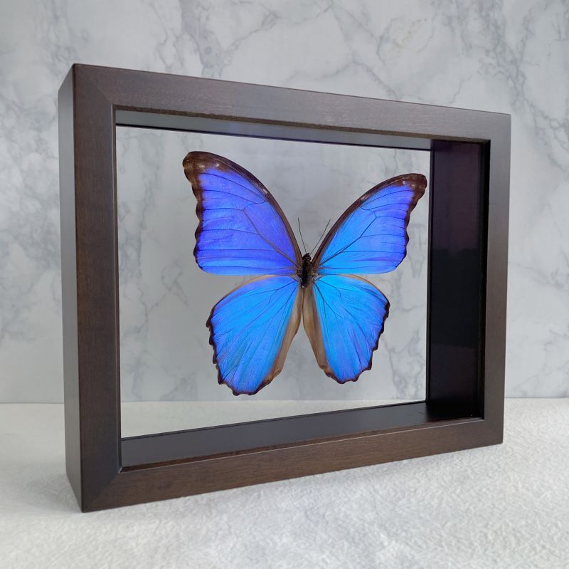 蝶の標本セット（ガラスケース入り） モルフォ蝶 標本 ガラスケース