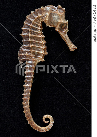タツノオトシゴの標本の写真素材 [79371423] - PIXTA